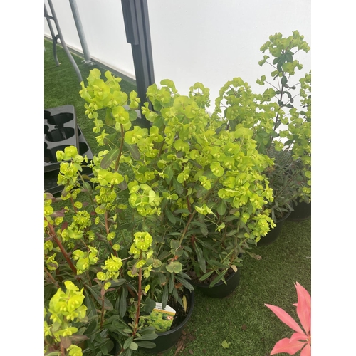 234 - FIVE EUPHORBIA PURPUREA 60CM TALL TO BE SOLD FOR THE FIVE PLUS VAT