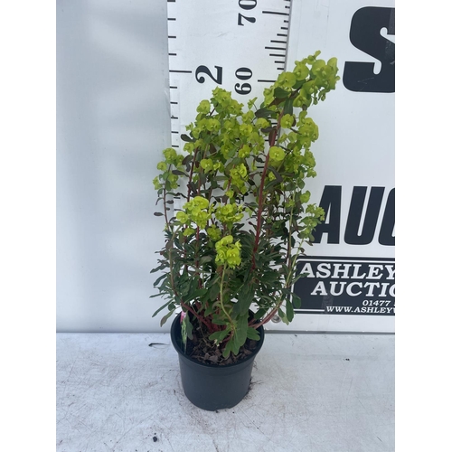 234 - FIVE EUPHORBIA PURPUREA 60CM TALL TO BE SOLD FOR THE FIVE PLUS VAT