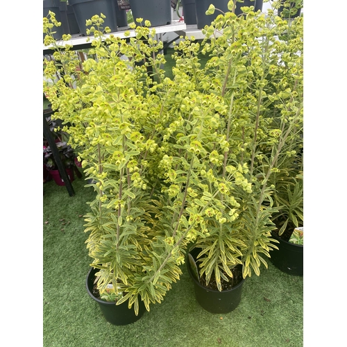 235 - SIX EUPHORBIA ASCOT RAINBOW  80CM TALL TO BE SOLD FOR THE SIX PLUS VAT