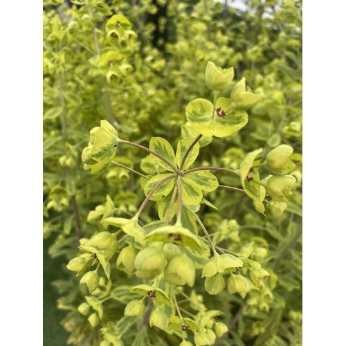 235 - SIX EUPHORBIA ASCOT RAINBOW  80CM TALL TO BE SOLD FOR THE SIX PLUS VAT