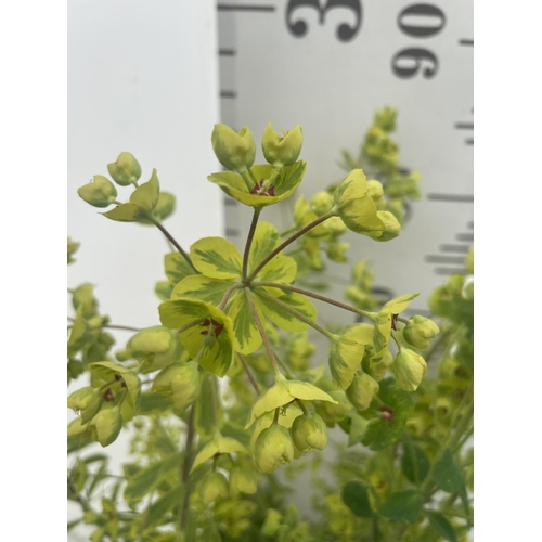 235 - SIX EUPHORBIA ASCOT RAINBOW  80CM TALL TO BE SOLD FOR THE SIX PLUS VAT