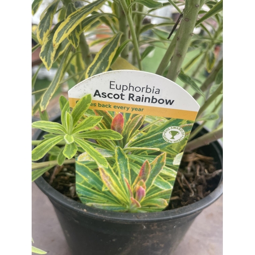 235 - SIX EUPHORBIA ASCOT RAINBOW  80CM TALL TO BE SOLD FOR THE SIX PLUS VAT