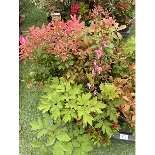 237 - TWELVE MIXED SHRUBS TO INCLUDE AZALEA, DICENTRA, PIERIS ETC TO BE SOLD FOR THE TWELVE PLUS VAT