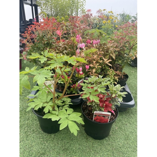 237 - TWELVE MIXED SHRUBS TO INCLUDE AZALEA, DICENTRA, PIERIS ETC TO BE SOLD FOR THE TWELVE PLUS VAT