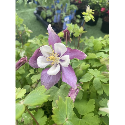 238 - EIGHTEEN AQUILEGIA DRAGONFLY TO BE SOLD FOR THE EIGHTEEN PLUS VAT