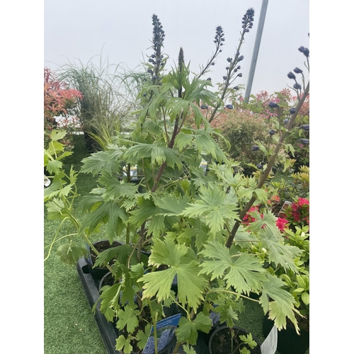 240 - EIGHT DELPHINIUM MAGIC FOUNTAIN MID BLUE/WHITE BEE TO BE SOLD FOR THE EIGHT PLUS VAT