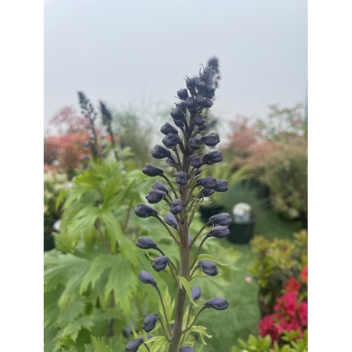 240 - EIGHT DELPHINIUM MAGIC FOUNTAIN MID BLUE/WHITE BEE TO BE SOLD FOR THE EIGHT PLUS VAT