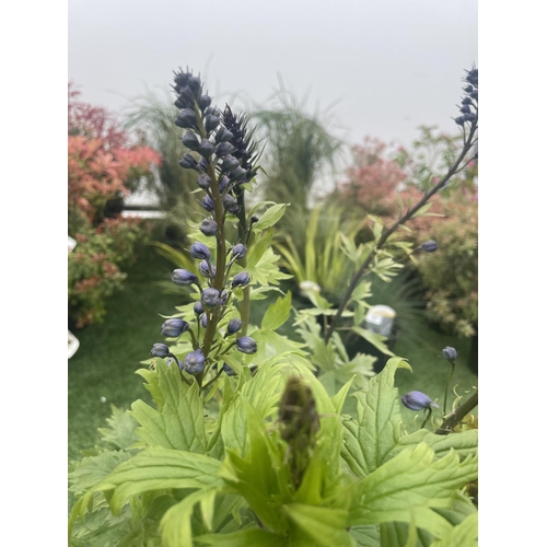 240 - EIGHT DELPHINIUM MAGIC FOUNTAIN MID BLUE/WHITE BEE TO BE SOLD FOR THE EIGHT PLUS VAT