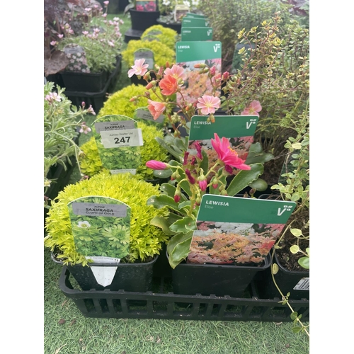 247 - EIGHTEEN VARIOUS PERENNIALS TO INCLUDE SAXIFRAGA, LEWISIA, THYMUS, ANEMONE, HEUCHERA ETC TO BE SOLD ... 