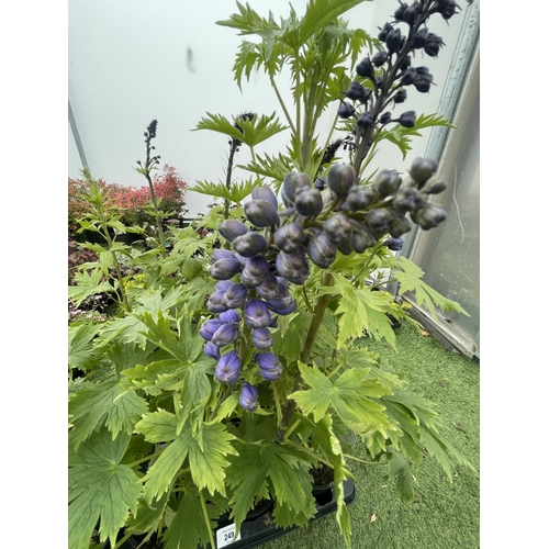 249 - EIGHT DELPHINIUM MAGIC FOUNTAIN MID BLUE/WHITE BEE TO BE SOLD FOR THE EIGHT PLUS VAT