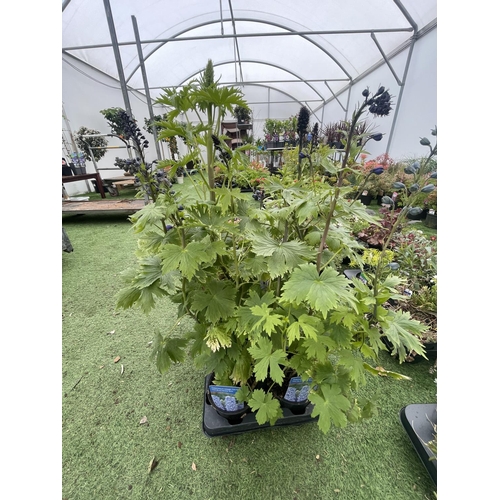 249 - EIGHT DELPHINIUM MAGIC FOUNTAIN MID BLUE/WHITE BEE TO BE SOLD FOR THE EIGHT PLUS VAT