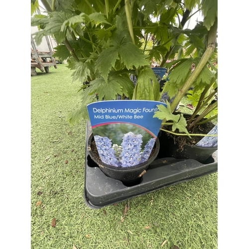 249 - EIGHT DELPHINIUM MAGIC FOUNTAIN MID BLUE/WHITE BEE TO BE SOLD FOR THE EIGHT PLUS VAT