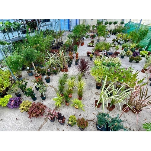 0 - WELCOME TO ASHLEY WALLER HORTICULTURE AUCTION - LOTS ARE BEING ADDED DAILY - THE IMAGES SHOW LOTS FR... 