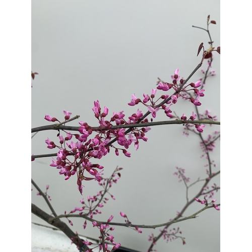 25 - A CERCIS CANADENSIS CANADIAN REDBUD TREE IN PINK FLOWER OVER 2 METRES IN HEIGHT PLUS VAT IN A 7 LTR ... 