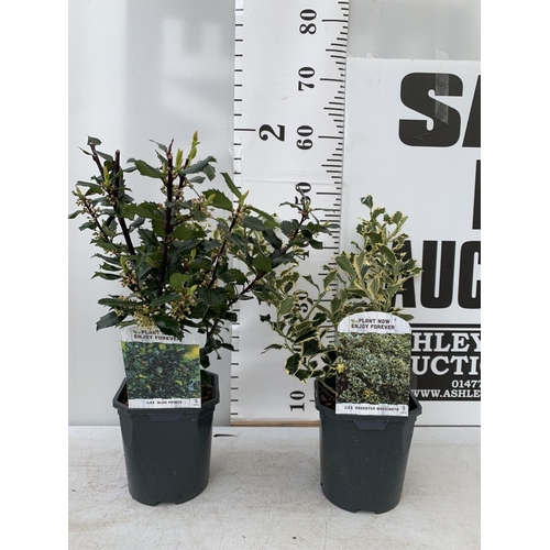 26 - TWO ILEX AQUIFOLIUM HOLLY 'BLUE PRINCE' AND ARGENTEA MARGINATA' IN 2 LTR POTS APPROX 50CM IN HEIGHT ... 