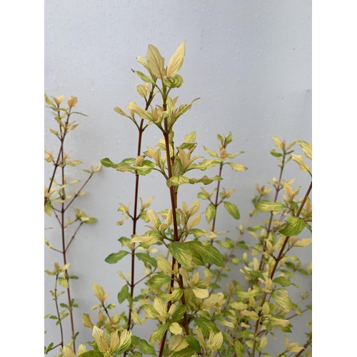 42 - TWO CORNUS SANGUINEA 'MIDWINTER FIRE' IN 4 LTR POTS APPROX 90CM IN HEIGHT PLUS VAT TO BE SOLD FOR TH... 