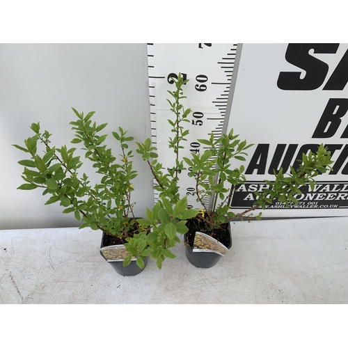 61 - TWO FORSYTHIA 'MINIGOLD' APPROX 60CM IN HEIGHT IN 2 LTR POTS PLUS VAT TO BE SOLD FOR THE TWO