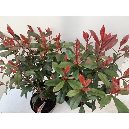 62 - TWO PHOTINIA 'CARRE ROUGE' IN 3 LTR POTS APPROX 70CM IN HEIGHT PLUS VAT TO BE SOLD FOR THE TWO