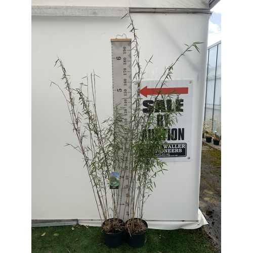 63 - TWO BAMBOO FARGESIA NITIDA 'BLACK PEARL' APPROX 190CM IN HEIGHT IN 5 LTR POTS PLUS VAT TO BE SOLD FO... 