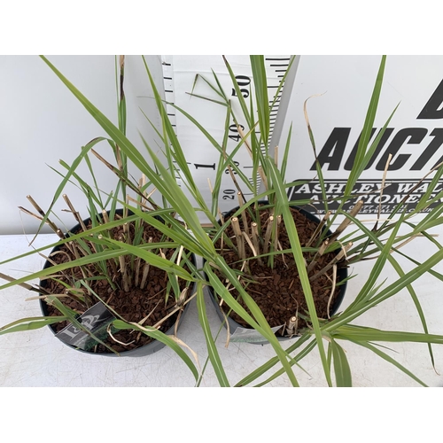 67 - TWO ORNAMENTAL GRASSES 'MISCANTHUS MALEPARTUS'  APPROX 75CM IN HEIGHT IN 4 LTR POTS PLUS VAT TO BE S... 