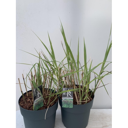 67 - TWO ORNAMENTAL GRASSES 'MISCANTHUS MALEPARTUS'  APPROX 75CM IN HEIGHT IN 4 LTR POTS PLUS VAT TO BE S... 