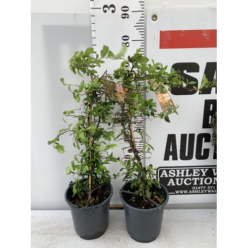 72 - TWO PYRACANTHA 'SUNNY STAR' IN 2 LTR POTS IN 80CM IN HEIGHT PLUS VAT TO BE SOLD FOR THE TWO