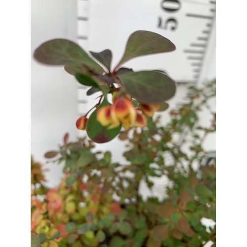 83 - THREE ASSORTED BERBERIS THUNBERGII 'HARLEQUIN, TINY GOLD AND RUBY STAR' IN 2 LTR POTS PLUS VAT APPRO... 