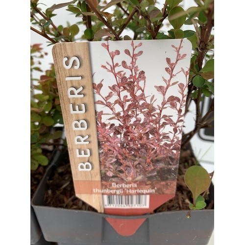 83 - THREE ASSORTED BERBERIS THUNBERGII 'HARLEQUIN, TINY GOLD AND RUBY STAR' IN 2 LTR POTS PLUS VAT APPRO... 