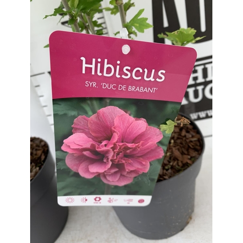 100 - TWO HIBISCUS SYRIACUS PINK 'DUC DE BRABANT' AND 'ARDENS' LIGHT PURPLE APPROX 70CM IN HEIGHT IN 3 LTR... 