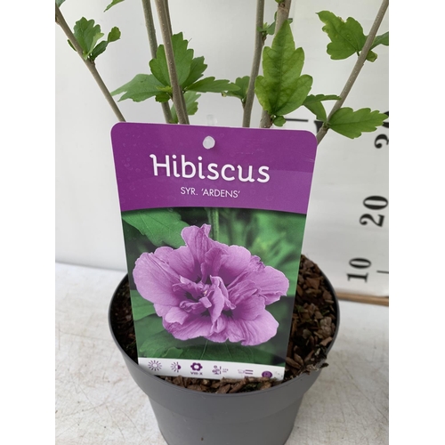 100 - TWO HIBISCUS SYRIACUS PINK 'DUC DE BRABANT' AND 'ARDENS' LIGHT PURPLE APPROX 70CM IN HEIGHT IN 3 LTR... 