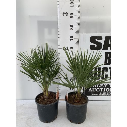 110 - TWO CHAMAEROPS HUMILIS HARDY IN 3 LTR POTS APPROX 60CM IN HEIGHT PLUS VAT TO BE SOLD FOR THE TWO