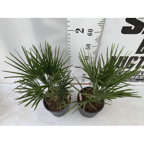 110 - TWO CHAMAEROPS HUMILIS HARDY IN 3 LTR POTS APPROX 60CM IN HEIGHT PLUS VAT TO BE SOLD FOR THE TWO