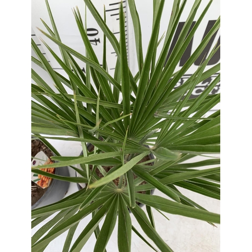 110 - TWO CHAMAEROPS HUMILIS HARDY IN 3 LTR POTS APPROX 60CM IN HEIGHT PLUS VAT TO BE SOLD FOR THE TWO