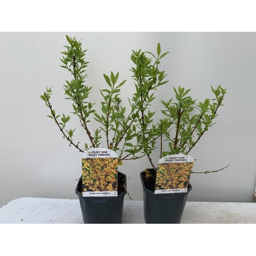 118 - TWO FORSYTHIA 'MINIGOLD' APPROX 60CM IN HEIGHT IN 2 LTR POTS PLUS VAT TO BE SOLD FOR THE TWO