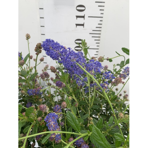 128 - TWO CEANOTHUS STANDARD TREES 'CONCHA' IN FLOWER APPROX 120CM IN HEIGHT IN 3LTR POTS PLUS VAT TO BE S... 