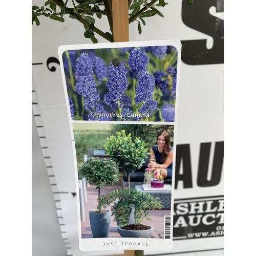 128 - TWO CEANOTHUS STANDARD TREES 'CONCHA' IN FLOWER APPROX 120CM IN HEIGHT IN 3LTR POTS PLUS VAT TO BE S... 