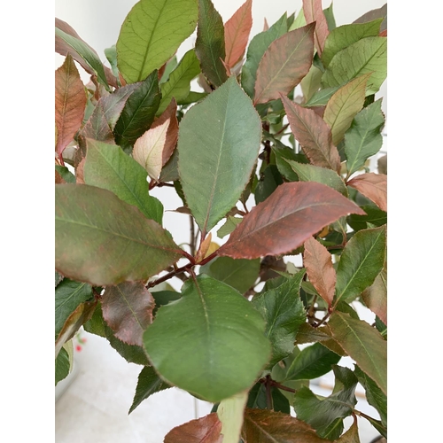 130 - TWO PHOTINIA FRASERI STANDARD TREES 'LITTLE RED ROBIN' APPROX OVER ONE METRE IN HEIGHT IN 3LTR POTS ... 