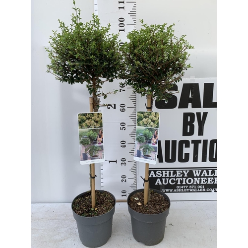 135 - TWO LIGUSTRUM DELAVAYANUM STANDARD TREES APPROX 100CM IN HEIGHT IN 3LTR POTS PLUS VAT TO BE SOLD FOR... 