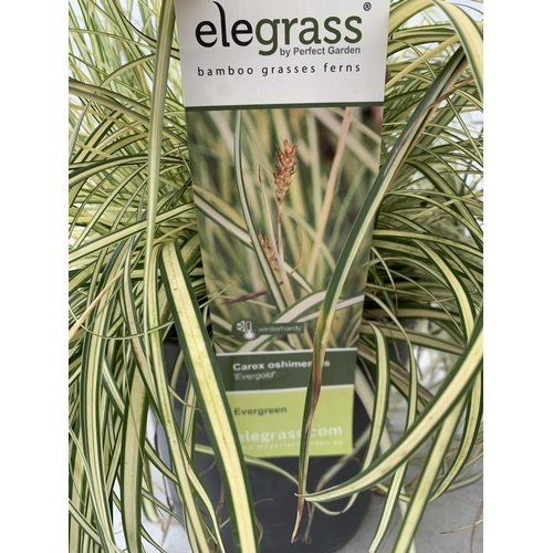 147 - TWO HARDY ORNAMENTAL GRASSES CAREX 'EVERGOLD' AND MORROWII 'ICE DANCE' IN 3 LTR POTS APPROX 50CM IN ... 