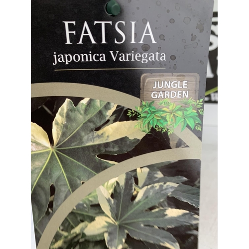 148 - TWO FATSIA JAPONICA VARIEGATA AND FATSIA POLYCARPA 'GREEN FINGERS' IN 2 LTR POTS 50CM TALL PLUS VAT ... 