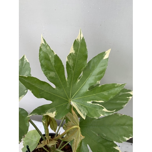 148 - TWO FATSIA JAPONICA VARIEGATA AND FATSIA POLYCARPA 'GREEN FINGERS' IN 2 LTR POTS 50CM TALL PLUS VAT ... 