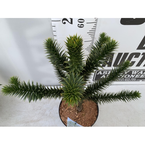 150 - ONE MONKEY PUZZLE TREE ARAUCARIA ARAUCANA APPROX 70CM IN HEIGHT IN A 5 LTR POT PLUS VAT