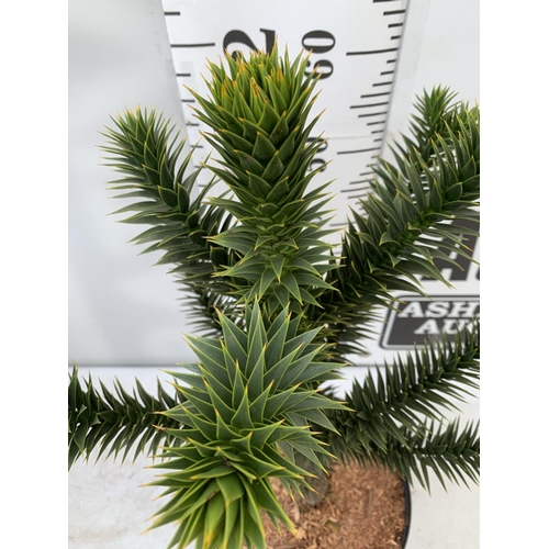 150 - ONE MONKEY PUZZLE TREE ARAUCARIA ARAUCANA APPROX 70CM IN HEIGHT IN A 5 LTR POT PLUS VAT