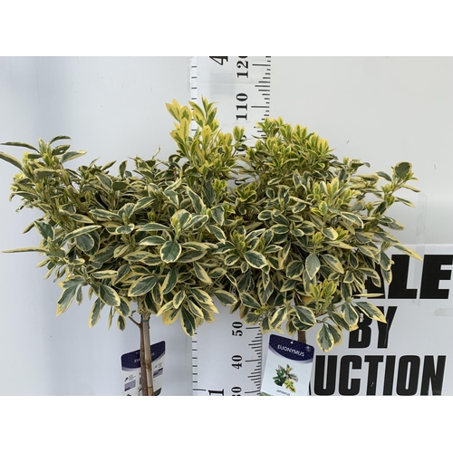 153 - TWO LARGE EUONYMUS JAPONICUS STANDARD TREES APPROX 110CM IN HEIGHT IN 5LTR POTS PLUS VAT TO BE SOLD ... 