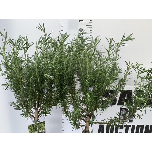 154 - TWO ROSEMARY OFFICINALIS STANDARD TREES APPROX 120CM IN HEIGHT IN 3LTR POTS NO VAT TO BE SOLD FOR TH... 