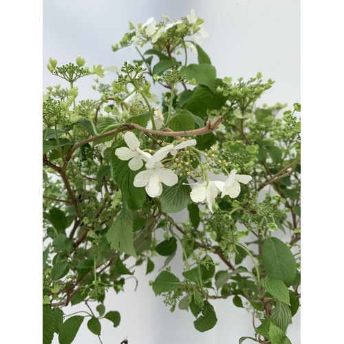 155 - TWO VIBURNUM PLICATUM 'WATANABE' STANDARD TREES APPROX 120CM IN HEIGHT IN 3LTR POTS PLUS VAT TO BE S... 