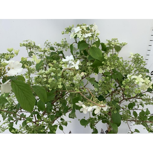 155 - TWO VIBURNUM PLICATUM 'WATANABE' STANDARD TREES APPROX 120CM IN HEIGHT IN 3LTR POTS PLUS VAT TO BE S... 