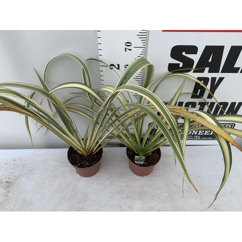 161 - TWO GREEN PHORMIUM TENAX 'CREAM DELIGHT' APPROX 70CM IN HEIGHT IN 3 LTR POTS PLUS VAT TO BE SOLD FOR... 