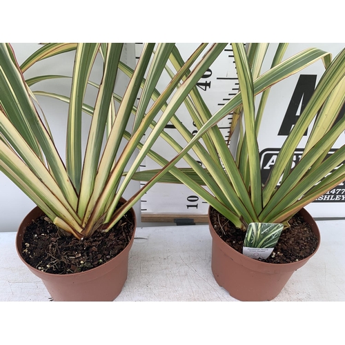 161 - TWO GREEN PHORMIUM TENAX 'CREAM DELIGHT' APPROX 70CM IN HEIGHT IN 3 LTR POTS PLUS VAT TO BE SOLD FOR... 