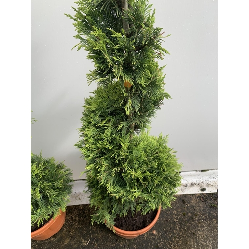 162 - TWO SPIRAL CUPRESSOCYPARIS SPIRAL LEYANDII 'GOLD RIDER' APPROX 170CM IN HEIGHT IN 15 LTR POTS PLUS V... 